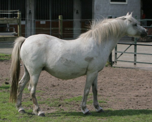 broodmare Rakt's Fanny (Welsh-Pony (Section B), 1989, from Hondsrug Raspoetin)