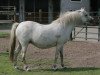 Zuchtstute Rakt's Fanny (Welsh Pony (Sek.B), 1989, von Hondsrug Raspoetin)