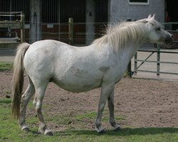 Zuchtstute Rakt's Fanny (Welsh Pony (Sek.B), 1989, von Hondsrug Raspoetin)