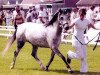 Zuchtstute Rakt's Janny (Welsh Pony (Sek.B),  , von Rowol's Poko)