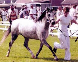 broodmare Rakt's Janny (Welsh-Pony (Section B),  , from Rowol's Poko)