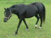 Zuchtstute Carmana's Black Lady (Welsh Mountain Pony (Sek.A), 1995, von Hondsrug Raspoetin)
