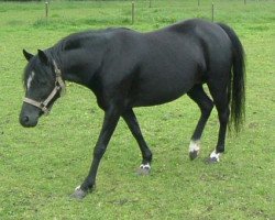 Zuchtstute Carmana's Black Lady (Welsh Mountain Pony (Sek.A), 1995, von Hondsrug Raspoetin)