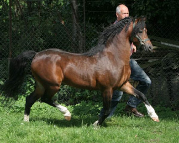 stallion Carmana's Edel Boy (Welsh-Pony (Section B), 1999, from Breeton Dai)