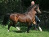 stallion Carmana's Edel Boy (Welsh-Pony (Section B), 1999, from Breeton Dai)