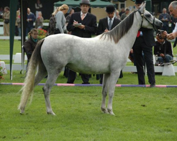 horse Rakt's Mary (Welsh-Pony (Section B), 2005, from Carmana's Edel Boy)