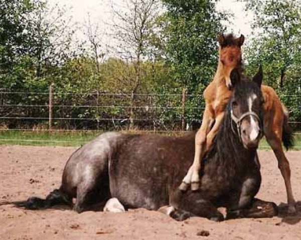 Zuchtstute Coed Coch Bridget (Welsh Pony (Sek.B), 1977, von Coed Coch Berwynfa)