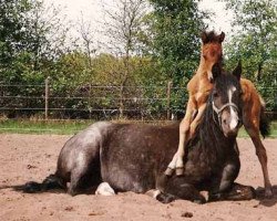 broodmare Coed Coch Bridget (Welsh-Pony (Section B), 1977, from Coed Coch Berwynfa)