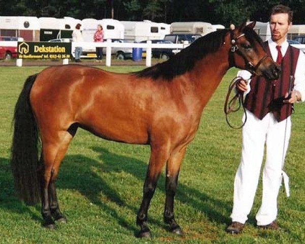 Pferd Rakt's Brigitte (Welsh Pony (Sek.B), 1996, von Woldberg's Bart)
