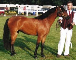 horse Rakt's Brigitte (Welsh-Pony (Section B), 1996, from Woldberg's Bart)