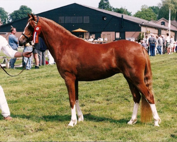 horse Rakt's Kelly (Welsh-Pony (Section B), 1997, from Woldberg's Bart)