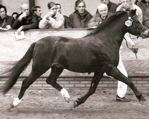 Pferd Bartolin (Welsh Pony (Sek.B), 1992, von Woldberg's Bart)