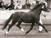 horse Bartolin (Welsh-Pony (Section B), 1992, from Woldberg's Bart)
