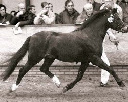 horse Bartolin (Welsh-Pony (Section B), 1992, from Woldberg's Bart)