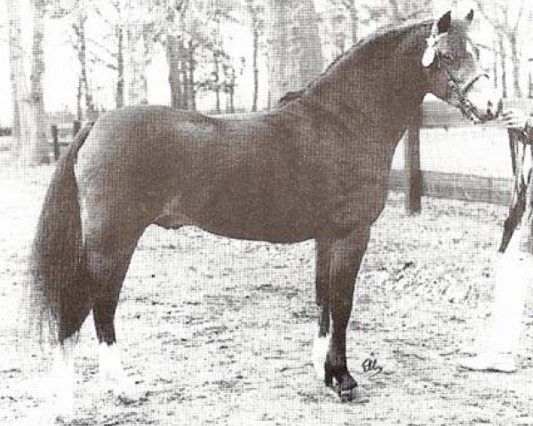 stallion Coelenhage's Silverboy (Welsh-Pony (Section B), 1988, from Woldberg's Bart)