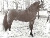 Deckhengst Coelenhage's Silverboy (Welsh Pony (Sek.B), 1988, von Woldberg's Bart)