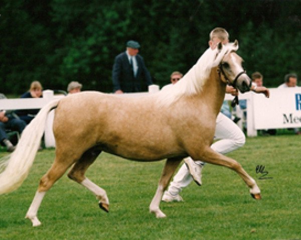 Zuchtstute Berkenhorst Blanche (Welsh Pony (Sek.B), 1988, von Woldberg's Bart)