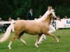 Zuchtstute Berkenhorst Blanche (Welsh Pony (Sek.B), 1988, von Woldberg's Bart)