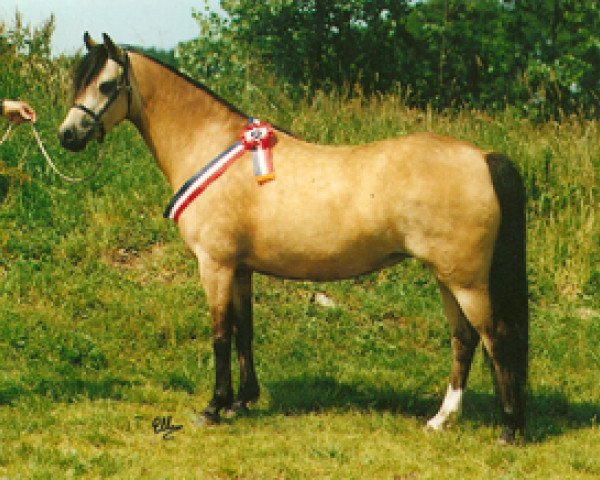 broodmare Rowol's Plush (Welsh-Pony (Section B), 1987, from Woldberg's Bart)