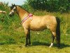 broodmare Rowol's Plush (Welsh-Pony (Section B), 1987, from Woldberg's Bart)