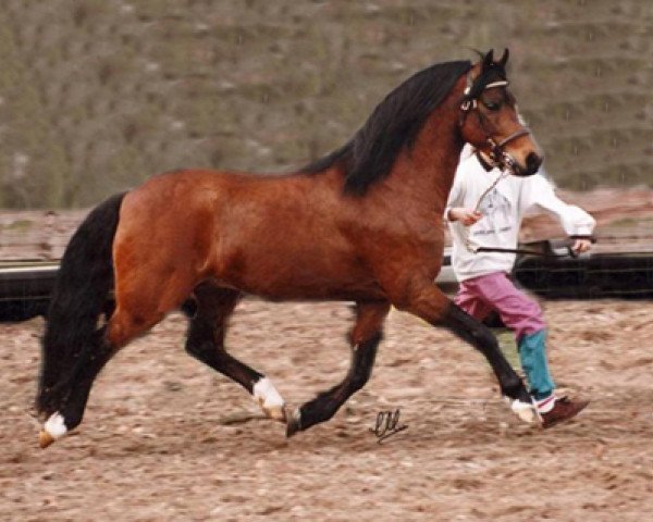 stallion Woldberg's Bart (Welsh-Pony (Section B), 1983, from Colbeach Inkerman)