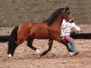 Deckhengst Woldberg's Bart (Welsh Pony (Sek.B), 1983, von Colbeach Inkerman)