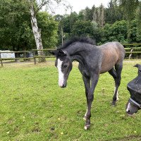 jumper Cataleya de Coeur Quaprice / Quarz (Holsteiner, 2021, from Cornet's Quaprice)