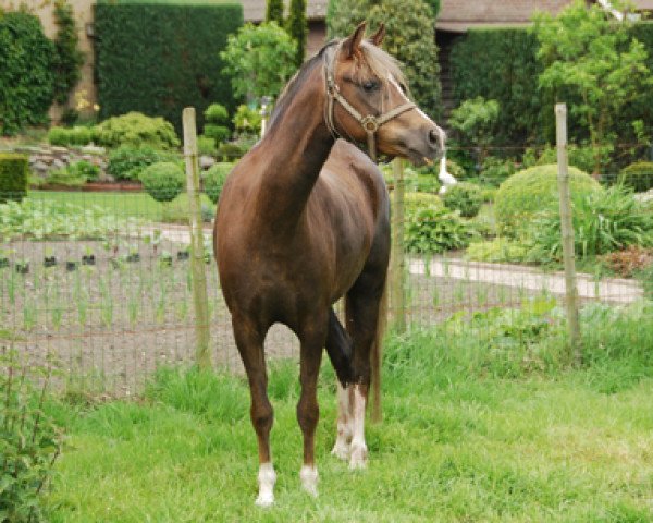 Zuchtstute Rakt's Barly (Welsh Pony (Sek.B), 2008, von Woldberg's Bart)