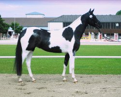 horse Noblesse Nawari (Trakehner, 2009, from Ablag Ibn Amir)