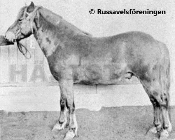Deckhengst Gullbon RR 233 (Gotland-Pony, 1967, von Gullding RR 108)