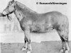 stallion Gullbon RR 233 (Gotland Pony, 1967, from Gullding RR 108)