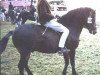 stallion Cribel RR 160 (Gotland Pony, 1959, from Criban Daniel)