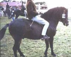 stallion Cribel RR 160 (Gotland Pony, 1959, from Criban Daniel)