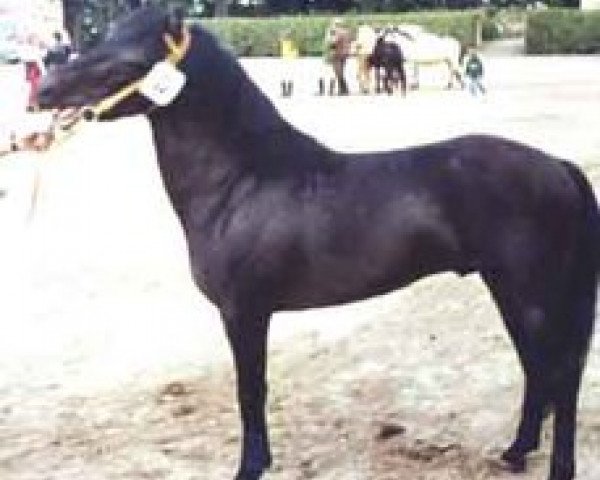 stallion Egil RR 206 (Gotland Pony, 1964, from Cribel RR 160)