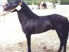 stallion Egil RR 206 (Gotland Pony, 1964, from Cribel RR 160)