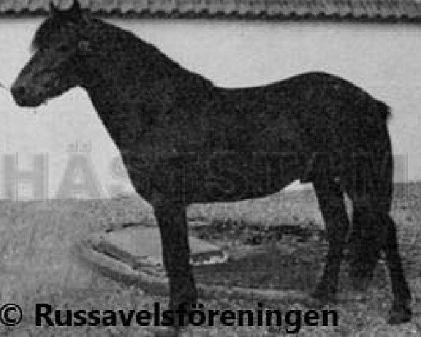 stallion Emil 301 (Gotland Pony, 1973, from Egil RR 206)