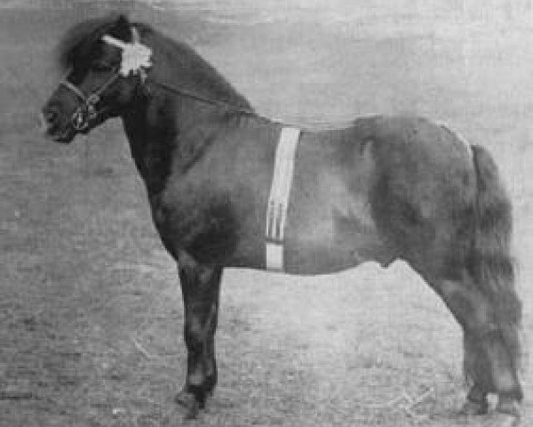 stallion Seaweed (Shetland Pony, 1901, from Oman)