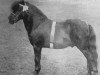 stallion Seaweed (Shetland Pony, 1901, from Oman)
