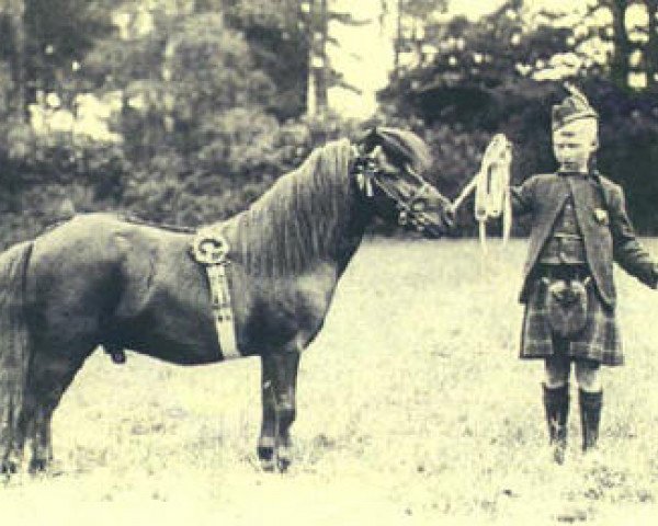 Deckhengst Silverton of Transy (Shetland Pony, 1906, von Seaweed)