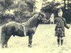 stallion Silverton of Transy (Shetland Pony, 1906, from Seaweed)