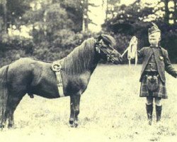 stallion Silverton of Transy (Shetland Pony, 1906, from Seaweed)