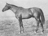 stallion Islam (Budyonny, 1932, from Inferno xx)