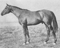 stallion Islam (Budyonny, 1932, from Inferno xx)