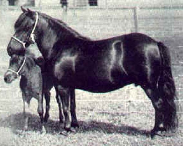 Zuchtstute Harviestoun Pryde (Shetland Pony, 1926, von Helmet of Earlshall)