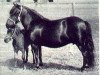 broodmare Harviestoun Pryde (Shetland Pony, 1926, from Helmet of Earlshall)