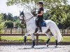 dressage horse Favory Montenegra (Lipizzaner, 2012, from Favory Superba 516)