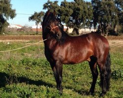 horse Cortesario DI (Pura Raza Espanola (PRE), 2009)