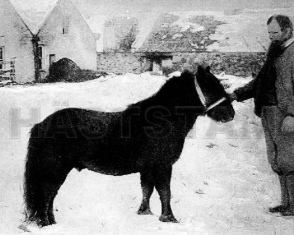 stallion Jack (Shetland Pony, 1871)