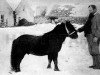 stallion Jack (Shetland Pony, 1871)