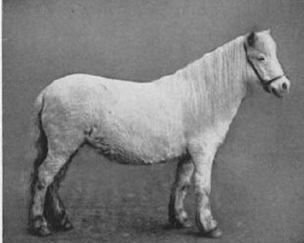 Zuchtstute Emily II (Shetland Pony, 1902, von Handfu)
